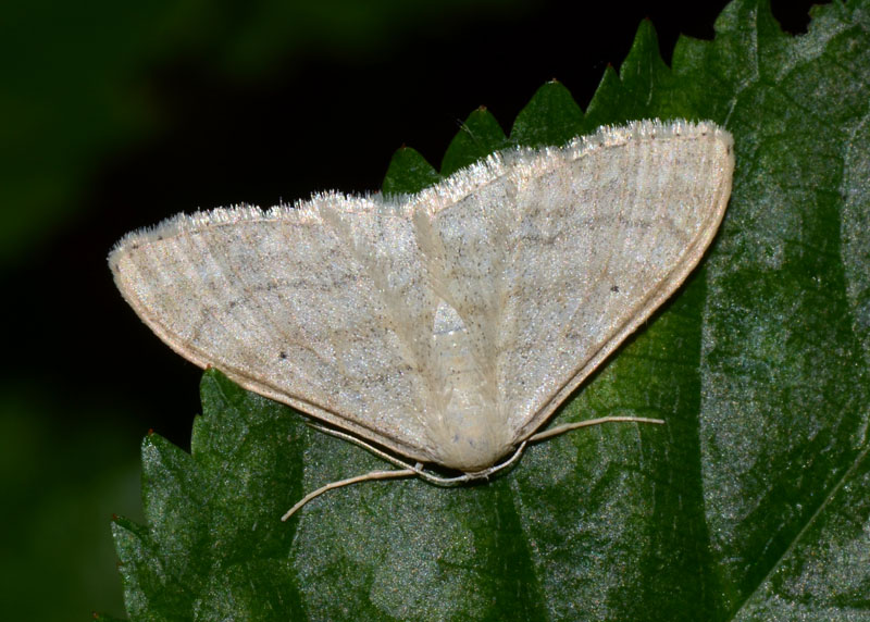 Geometridae da determinare